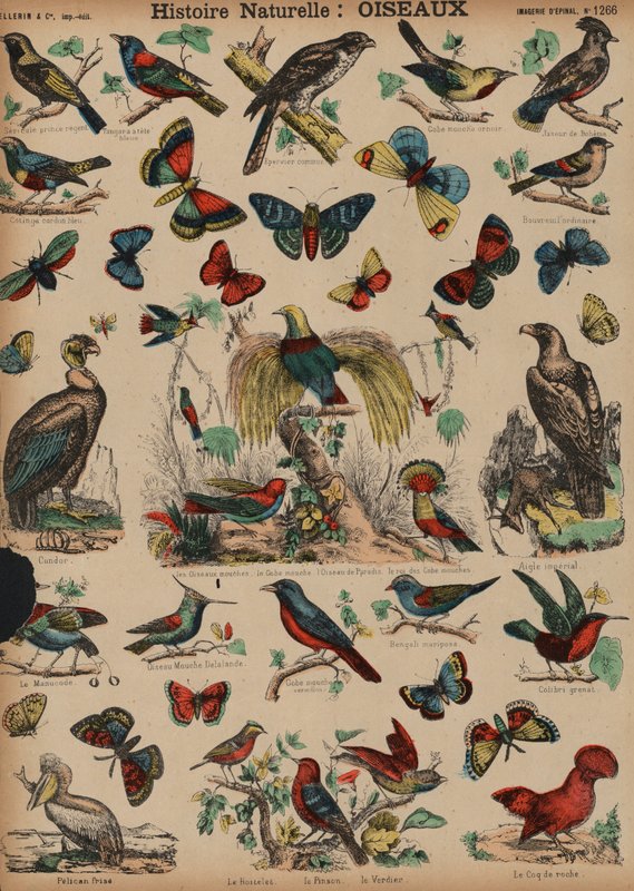 Wild Birds by French School