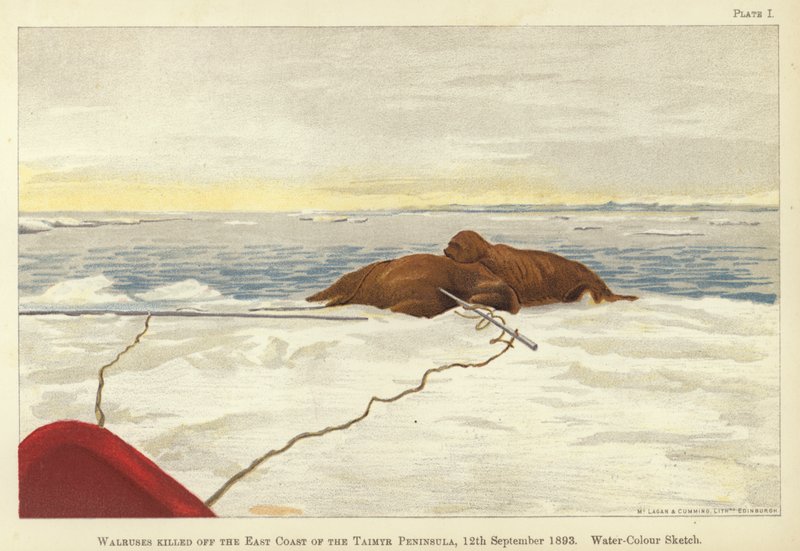Walruses Killed off the East Coast of the Taimyr Peninsula by Fridtjof Nansen