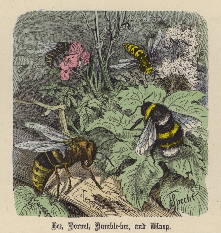 Bee, Hornet, Humble-bee, and Wasp by Friedrich Specht