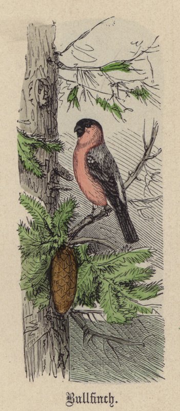 Bullfinch by Friedrich Specht