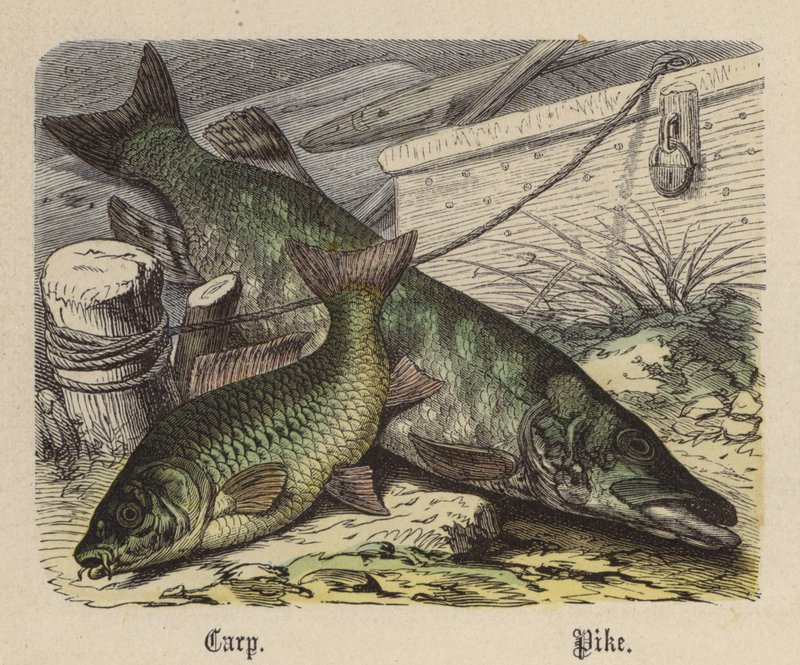 Carp, Pike by Friedrich Specht