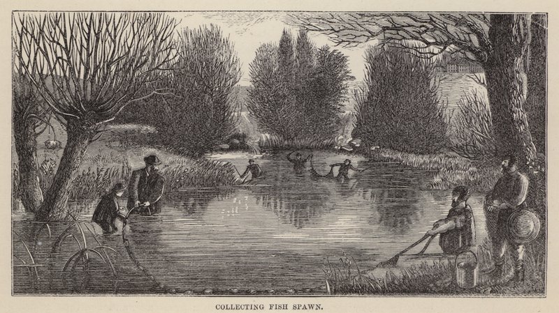 Collecting Fish Spawn by Friedrich Specht