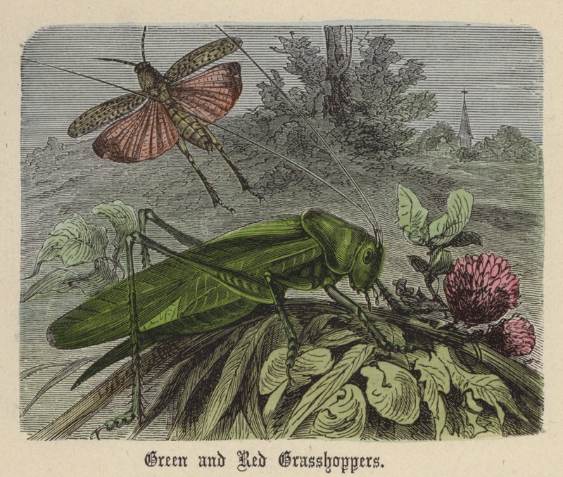 Green and Red Grasshoppers by Friedrich Specht