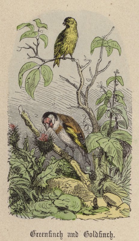 Greenfinch and Goldfinch by Friedrich Specht