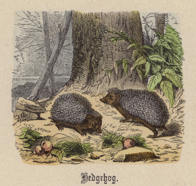 Hedgehog by Friedrich Specht