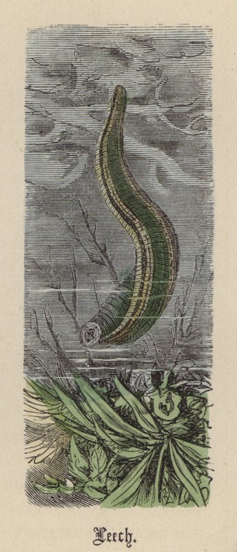 Leech by Friedrich Specht