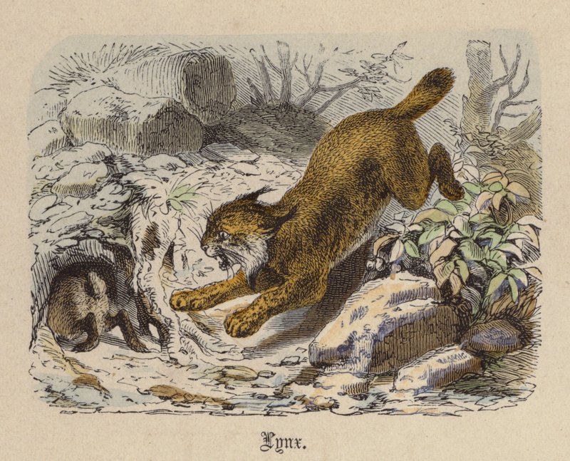 Lynx by Friedrich Specht
