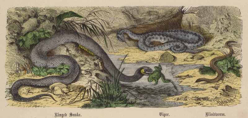 Ringed Snake, Viper, Blindworm by Friedrich Specht