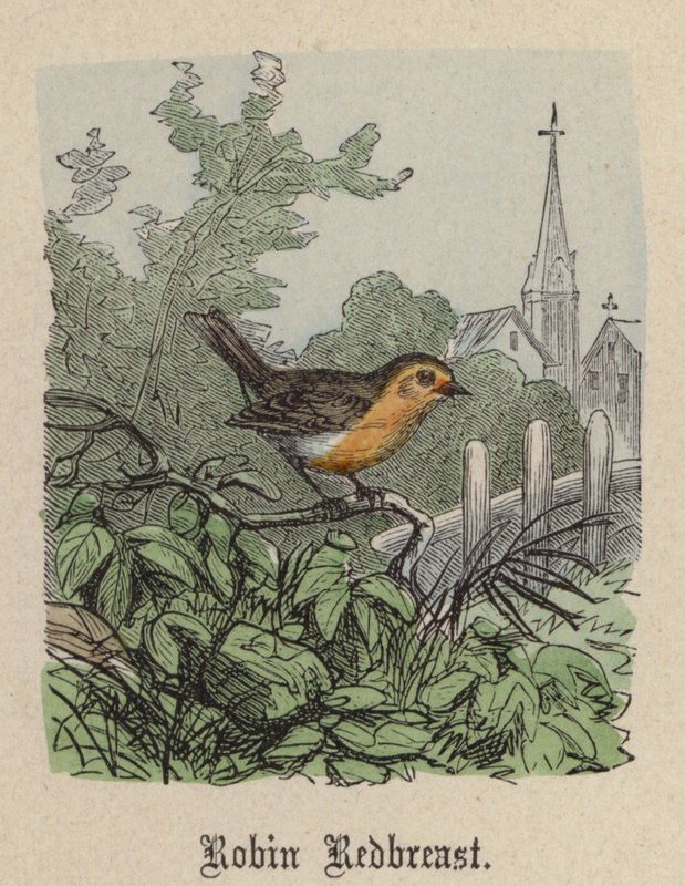 Robin Redbreast by Friedrich Specht