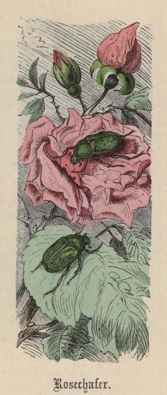 Rosechafer by Friedrich Specht