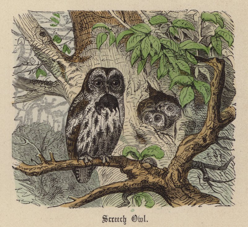 Screech Owl by Friedrich Specht