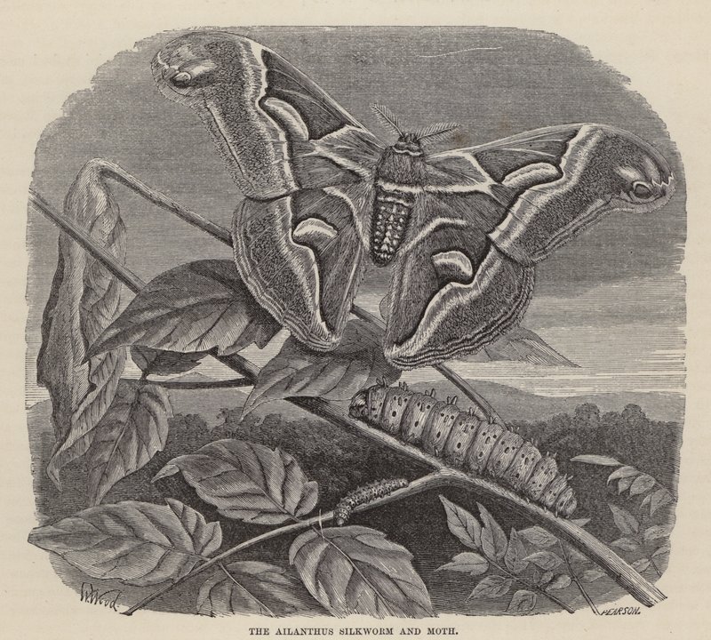 The Ailanthus Silkworm and Moth by Friedrich Specht
