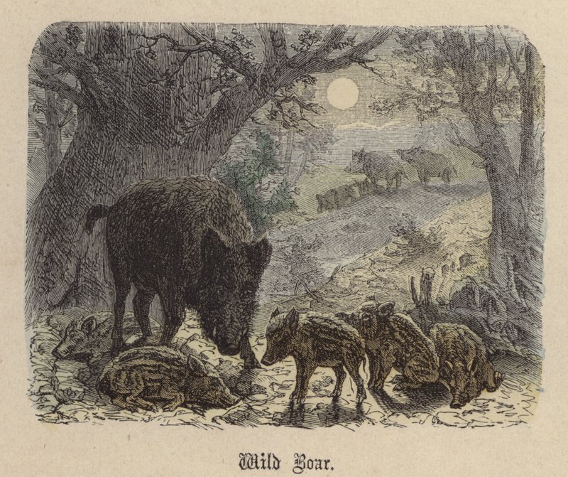 Wild Boar by Friedrich Specht