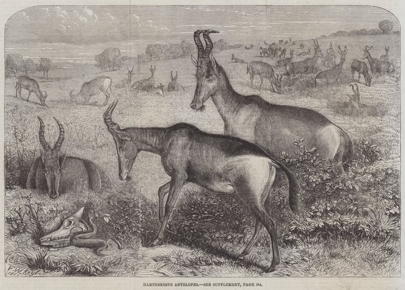 Hartebeeste Antelopes by Friedrich Wilhelm Keyl