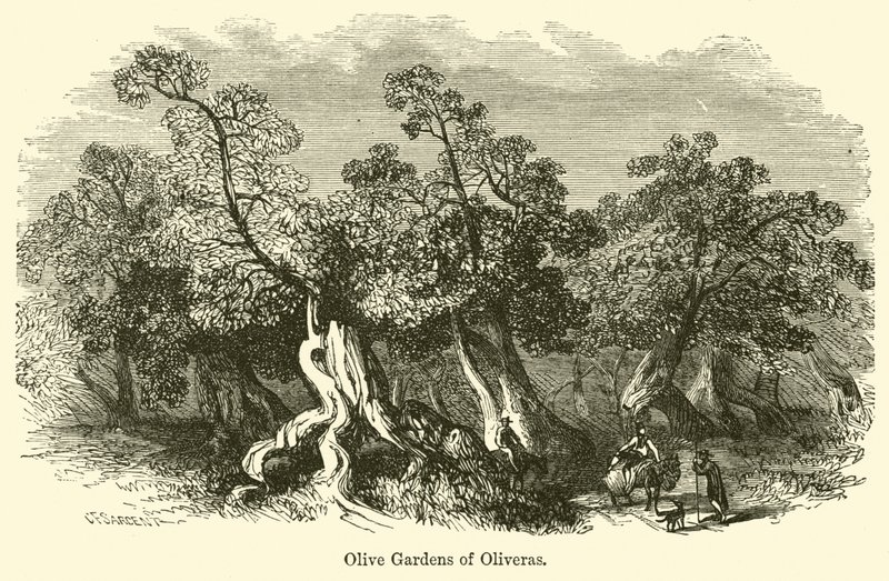 Olive Gardens of Oliveras by G. F. Sargent