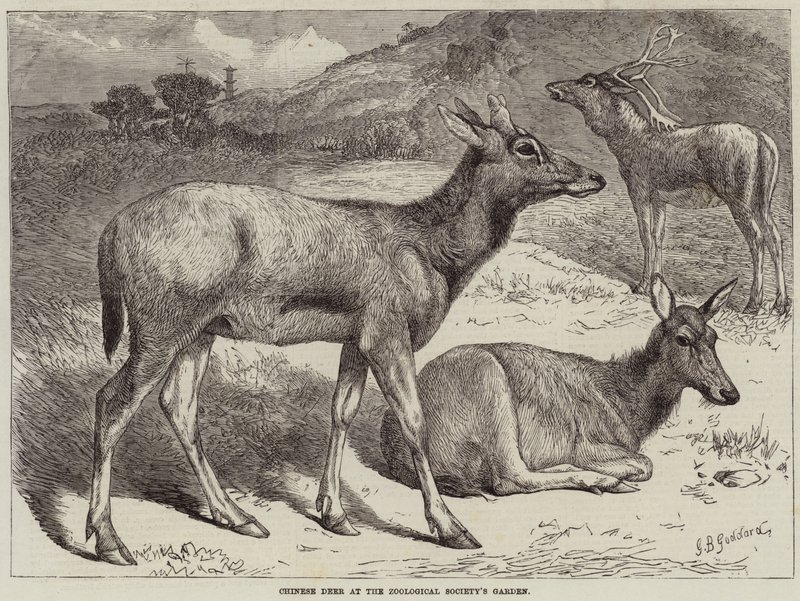 Chinese Deer at the Zoological Society