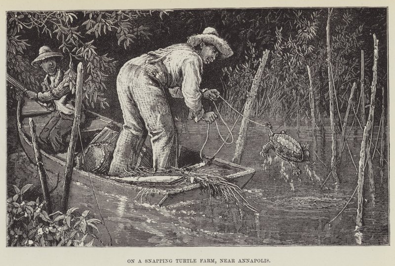 On a Snapping Turtle Farm, Near Annapolis by George Augustus Sala