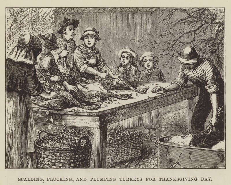Scalding, Plucking, and Plumping Turkeys for Thanksgiving Day by George Augustus Sala