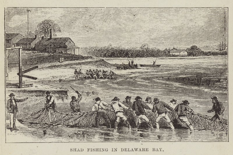Shad Fishing in Delaware Bay by George Augustus Sala