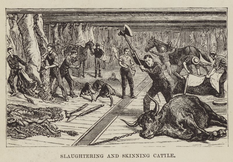 Slaughtering and Skinning Cattle by George Augustus Sala