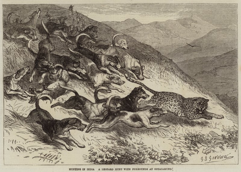 Hunting in India, a Leopard Hunt with Foxhounds at Ootacamund by George Bouverie Goddard