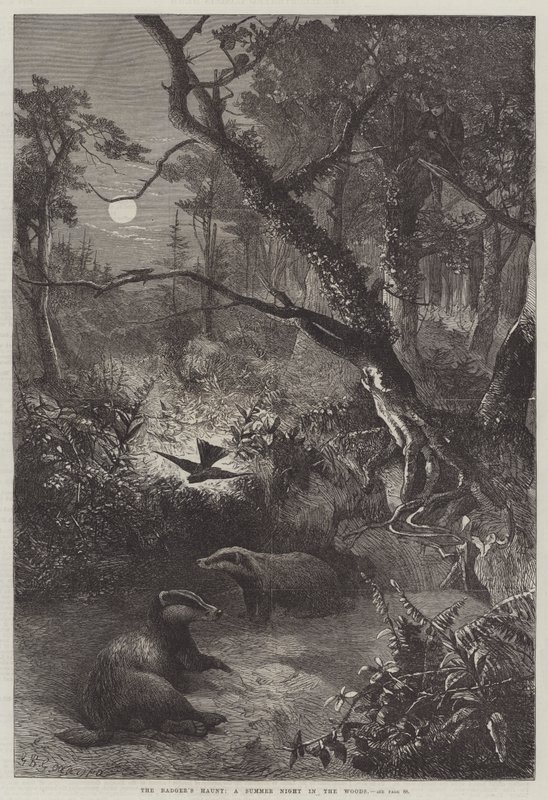 The Badger