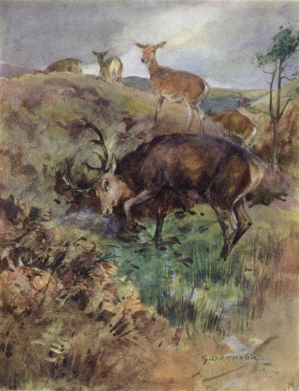 Illustration for The Story of a Red Deer by George Denholm Armour