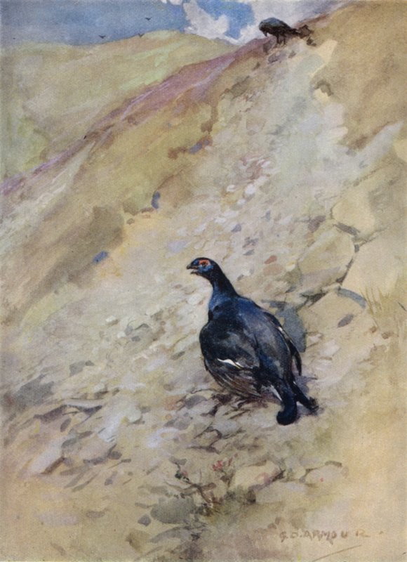 Illustration for The Story of a Red Deer by George Denholm Armour