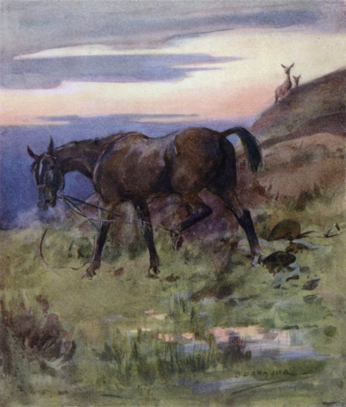 Illustration for The Story of a Red Deer by George Denholm Armour