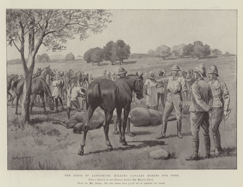The Siege of Ladysmith, killing Cavalry Horses for Food by George Derville Rowlandson