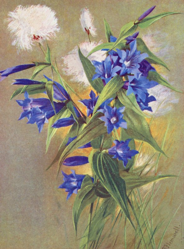 The Willow Gentian and the Alpine Cotton Grass by George Jackson Flemwell