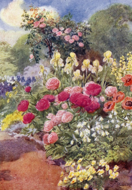 Paeonies, with Columbines, Yellow Irises, and Thermopsis by George Soper