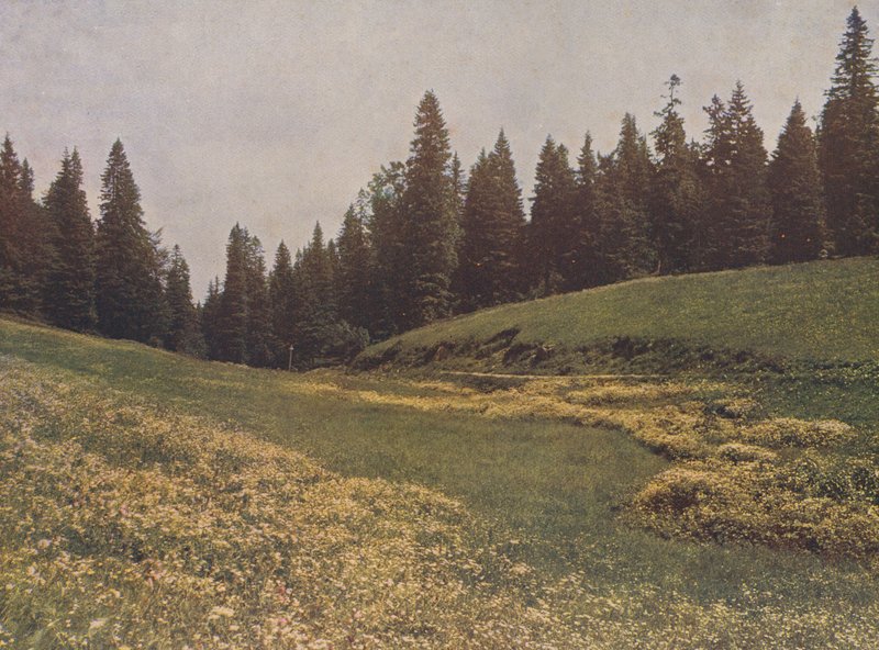 Meadow on the Feldberg, Black Forest, Germany by German Photographer