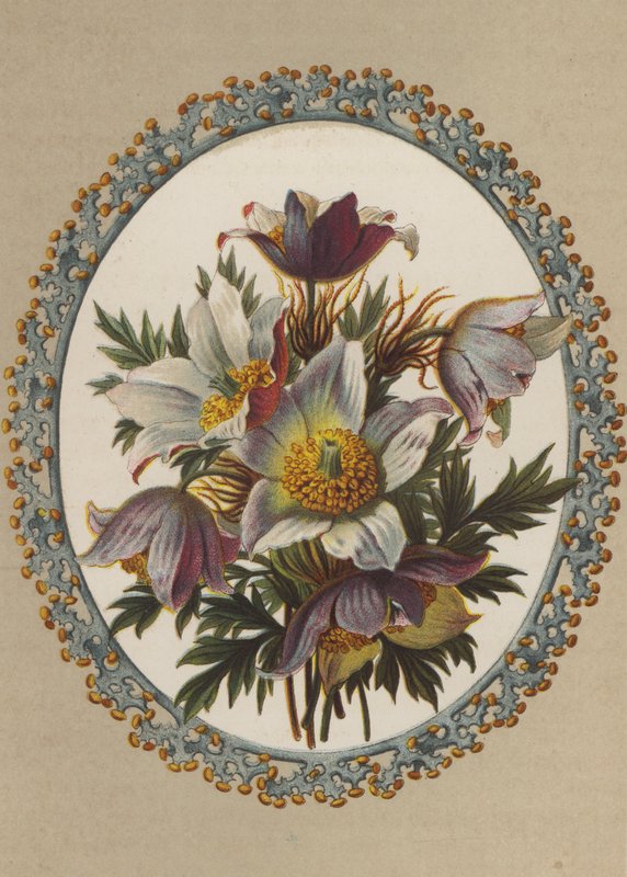 Anemones by German School