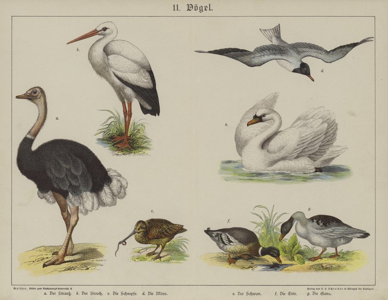 Animals by German School