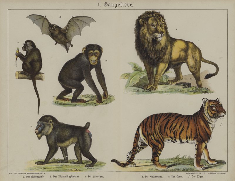 Animals by German School