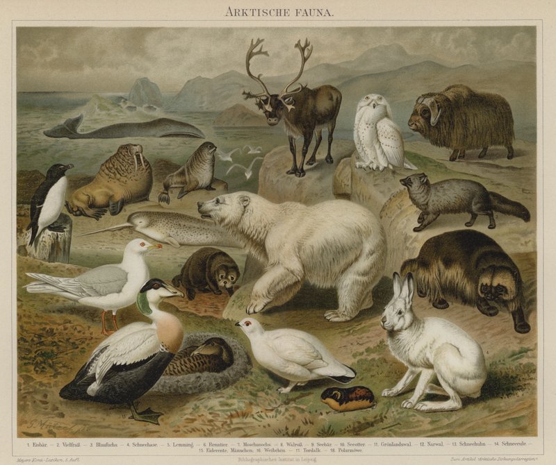 Arctic Fauna by German School