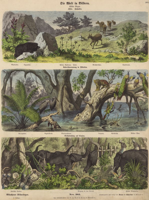 Asia: mountain animals and plants; flooding in eastern India; catching elephants in Ceylon by German School