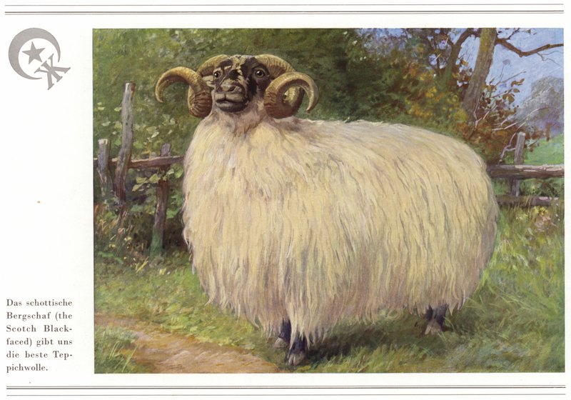 Business of Carpet Manufacturers Halbmond-Teppichfabrik Von Koch Und Te Kock by German School