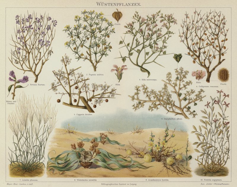 Desert plants by German School