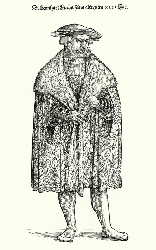 Dr. Leonhart Fuchs, German Physician, Botanist and Professor at the University of Tübingen (engraving) by German School