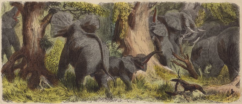 Herd of elephants in an African jungle by German School