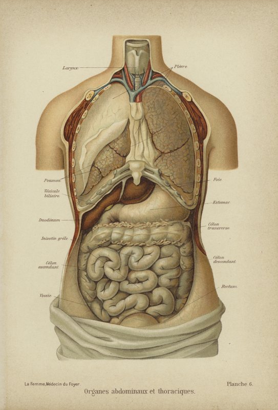 Internal organs of the abdomen and thorax by German School