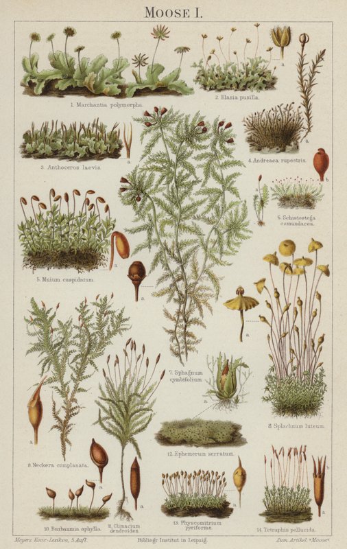 Mosses by German School