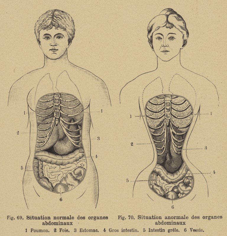 Normal situation of the internal organs of the abdomen in men and women by German School