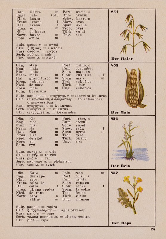 Oats, Maize, Rice, The Rape by German School