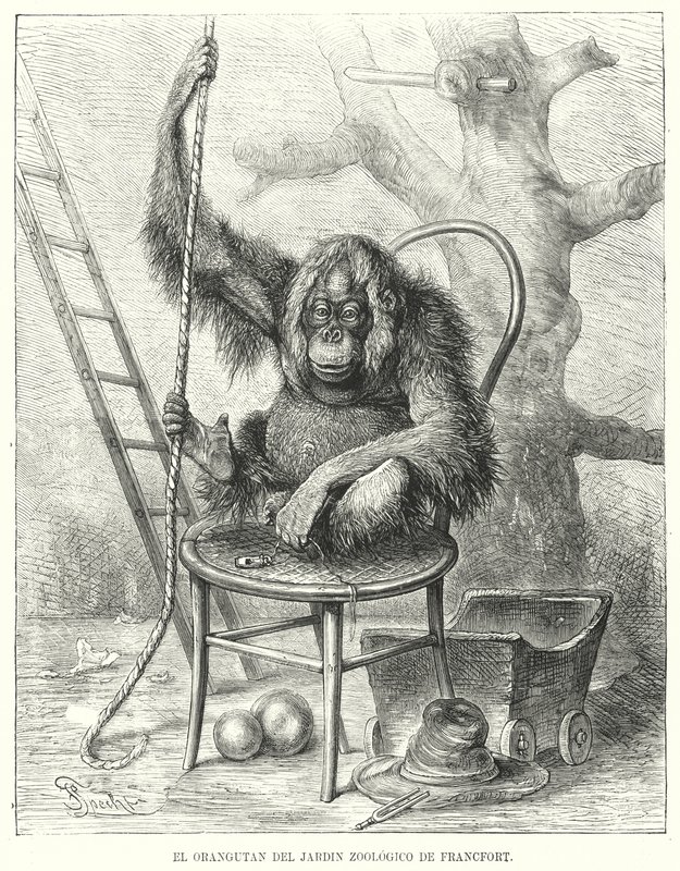 Orangutan in Frankfurt Zoo, Germany by German School