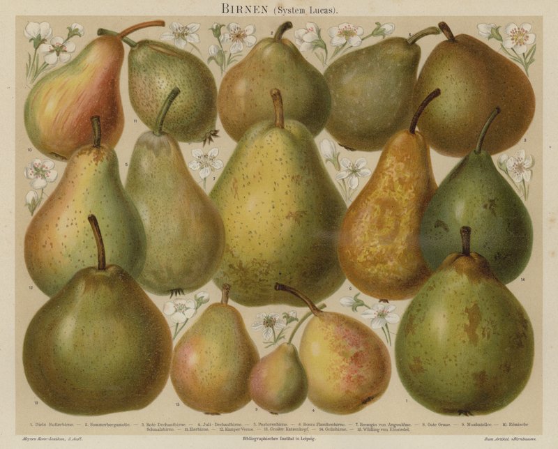 Pears by German School