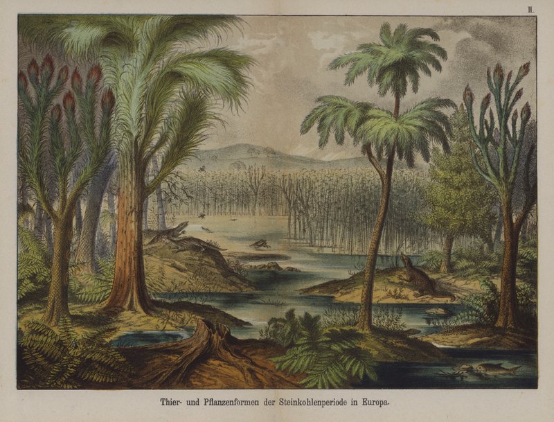 Plants and animals of the Carboniferous Period in Europe by German School