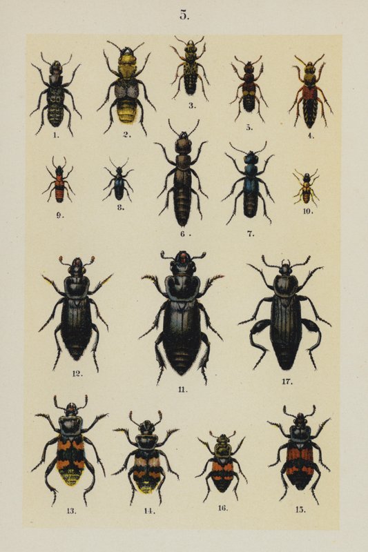 Plate from The Young Beetle-Collector